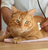 second Feature Image